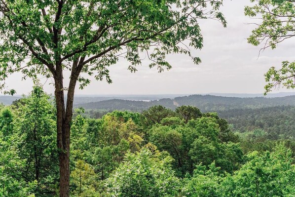 A forested landscape with a prominent tree in the foreground.