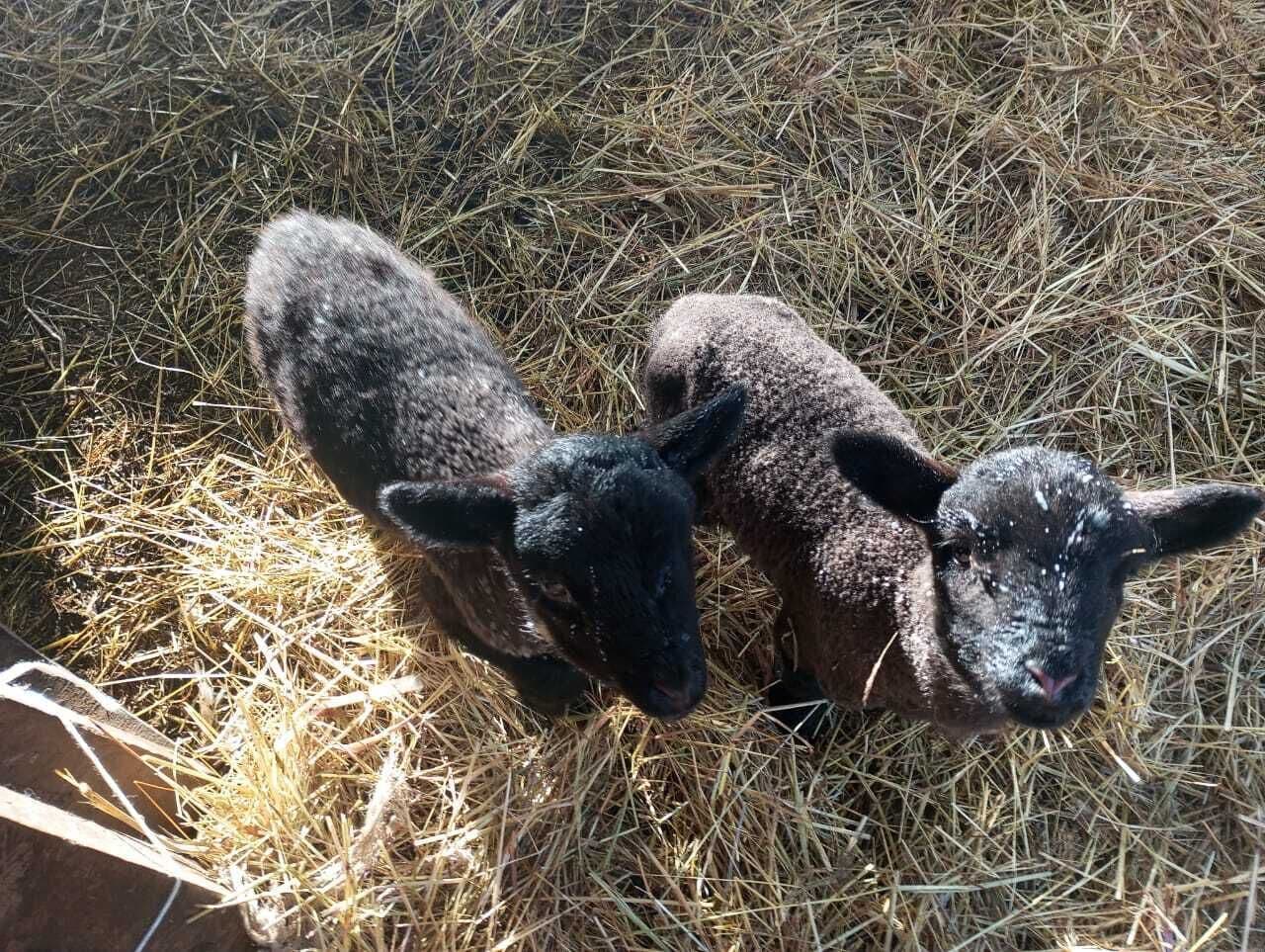 Two black lambs standing on straw.