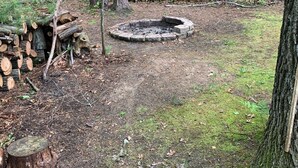A forested area with a circular fire pit surrounded by trees and a stack of firewood.