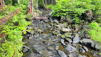 Un ruisseau traversant une forêt, avec des rochers et un feuillage verdoyant.