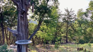 A birdbath in a forested area with trees and shrubs. - Glamping Casita RV on the Backbone with Stunning Views All Around (Fischer)