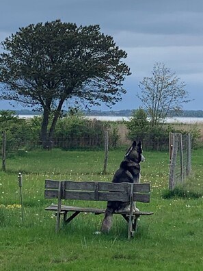 A bench in a grassy field with a tree and a fence in the background. - Front-row summerhouse with view and big garden (Holbæk)