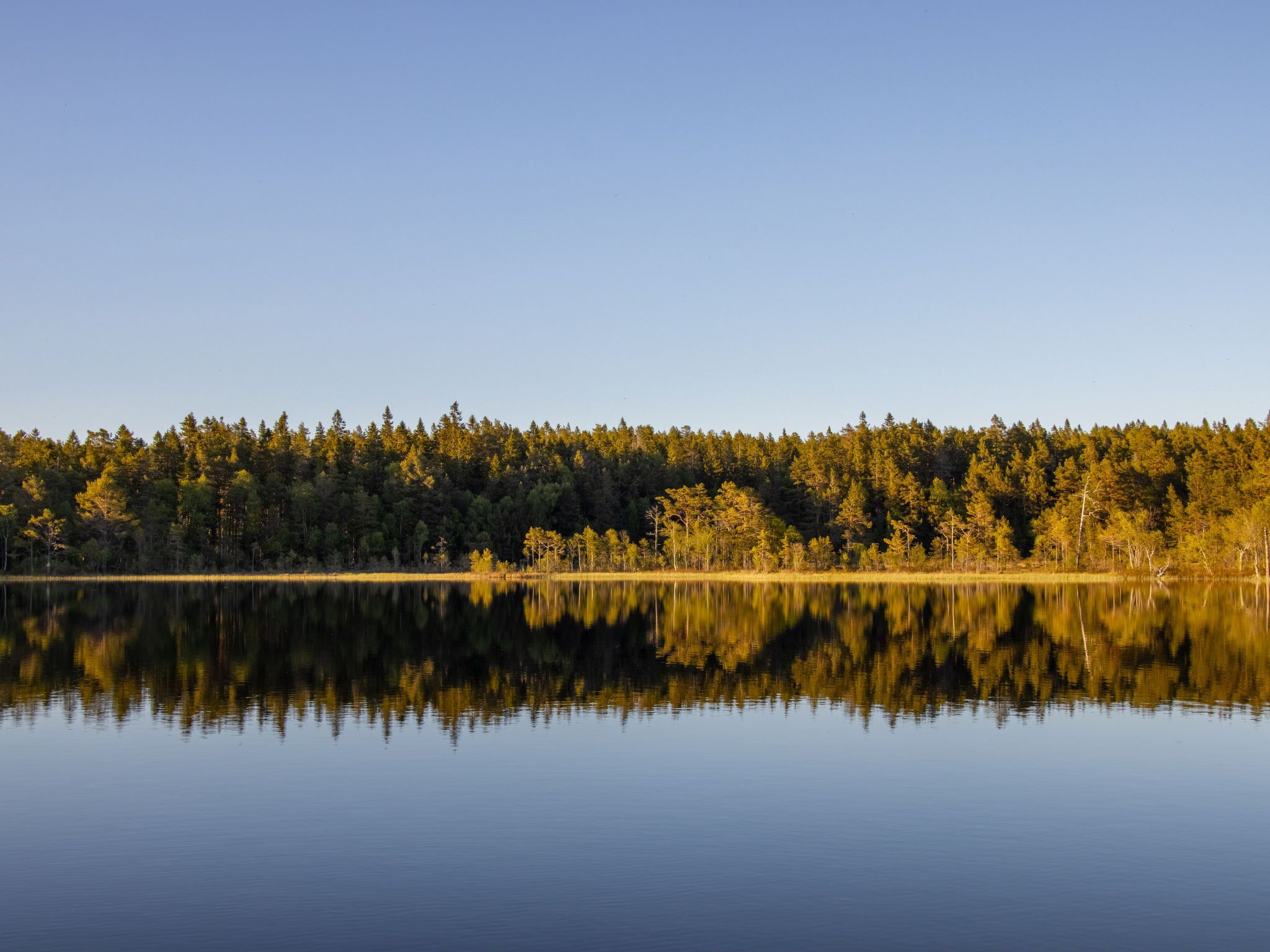A calm lake with a dense forest in the background.