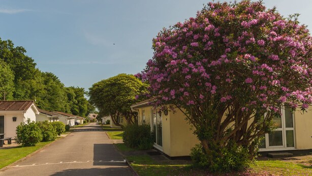 Una hilera de casas de una sola planta con un árbol central cubierto de flores rosas.