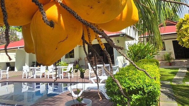 A poolside area with a white chair and a potted plant.