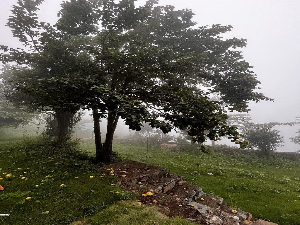 A tree with a stone pathway leading to it, surrounded by foggy weather.