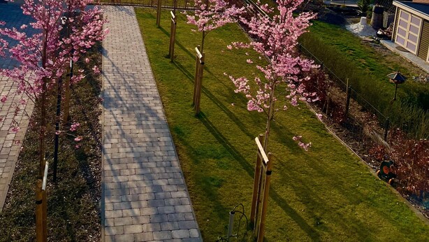 Un quartier résidentiel avec un chemin piétonnier dallé, des cerisiers en fleurs et des maisons en arrière-plan.
