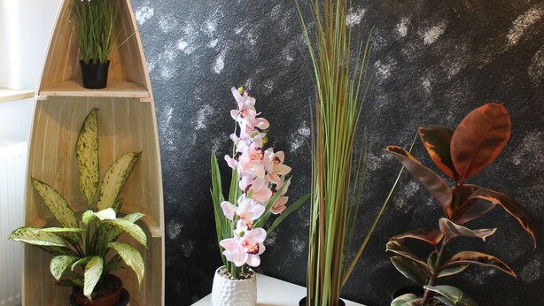 A white dresser with three potted plants: a pink orchid, a tall green plant, and a plant with reddish leaves. - Vacation apartment Zum Vierbeiner (Pirna)