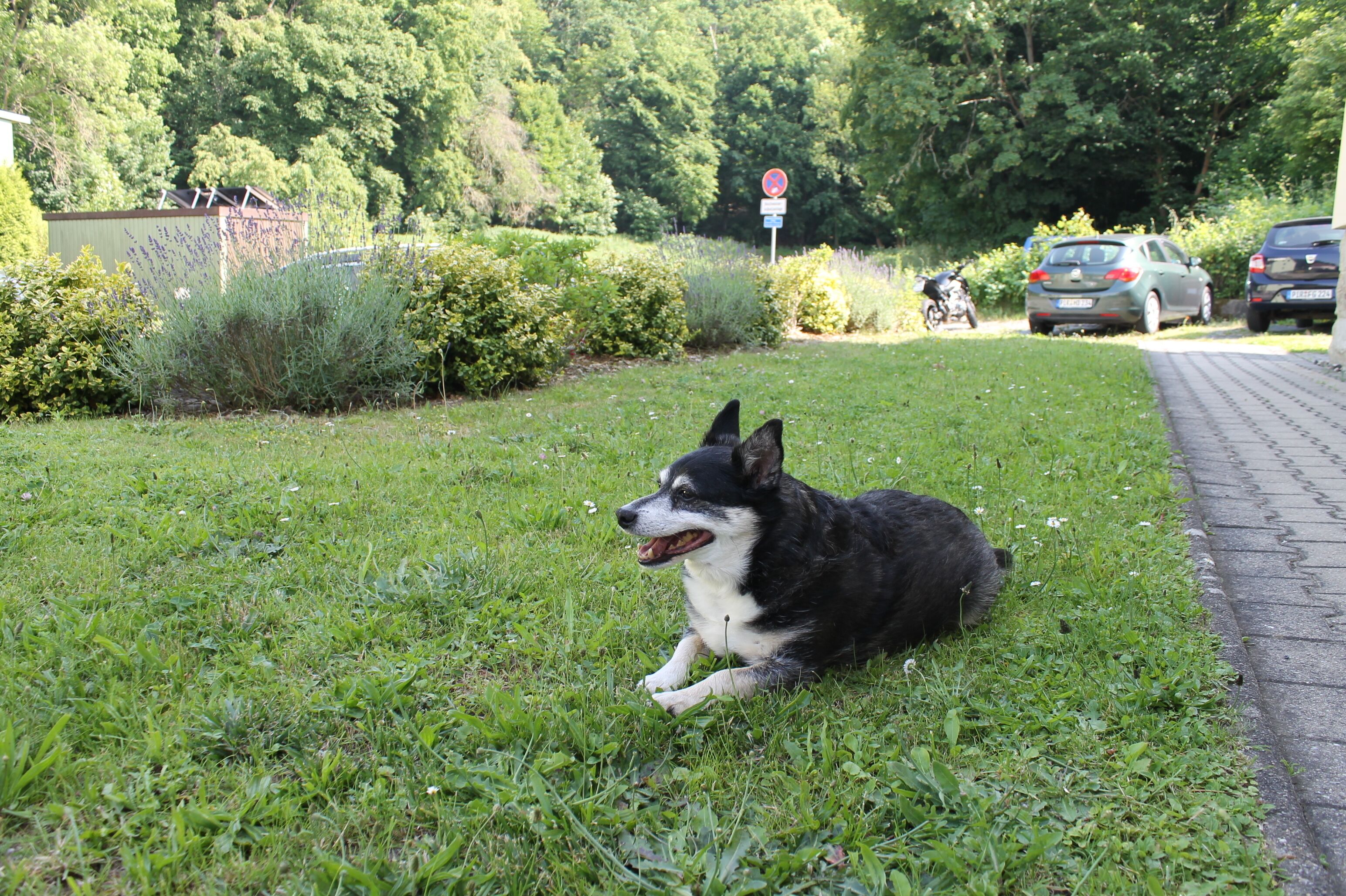 A black and white dog lying on grass near a road with parked cars and a no parking sign in the background.