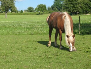 A horse grazing in a grassy field with trees and a fence in the background.