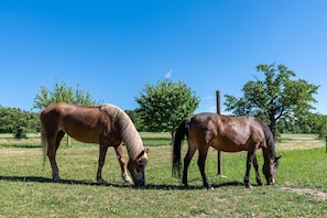 Two horses grazing in a grassy field with trees and a clear sky in the background.