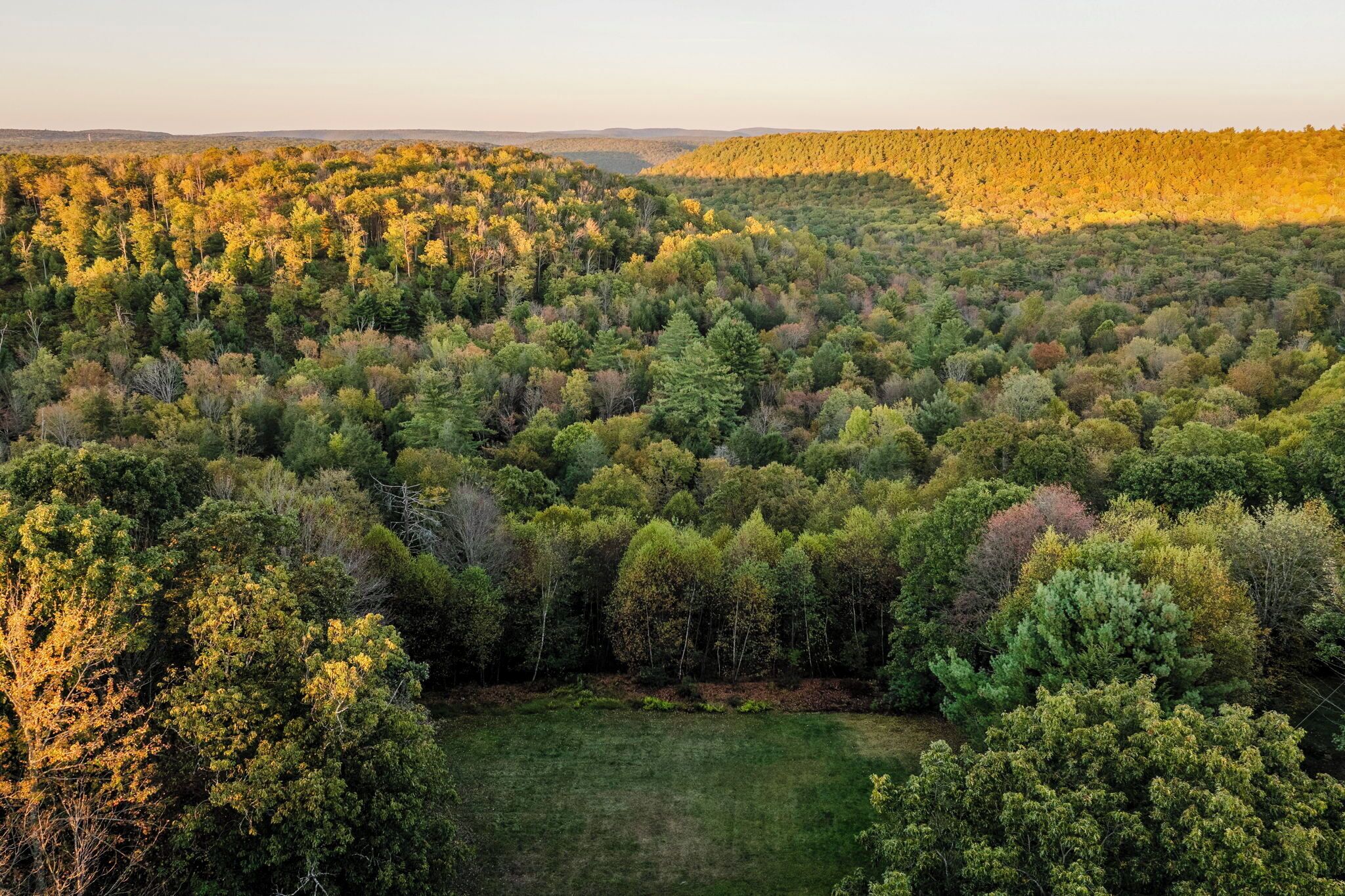 Un paysage boisé avec une clairière.