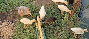 Tiny farm Plau apartment with tiny house charm with animals near Plau am See