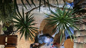 Un espacio circular con asientos, suelo de ladrillo, plantas en macetas y mobiliario de madera.