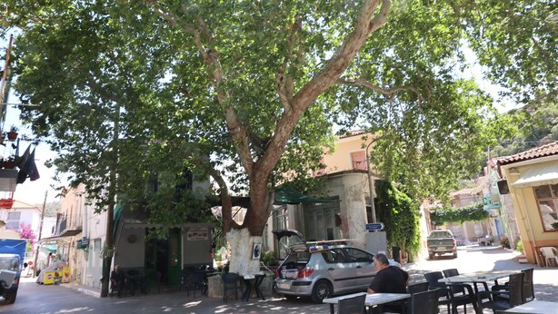 Straßenszene mit Baum als Sonnenschutz, Außenbestuhlung und einem parkenden Auto.