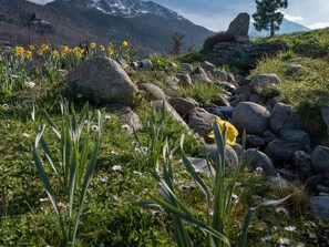 A natural landscape with a rocky terrain, yellow flowers, and a mountain in the background.