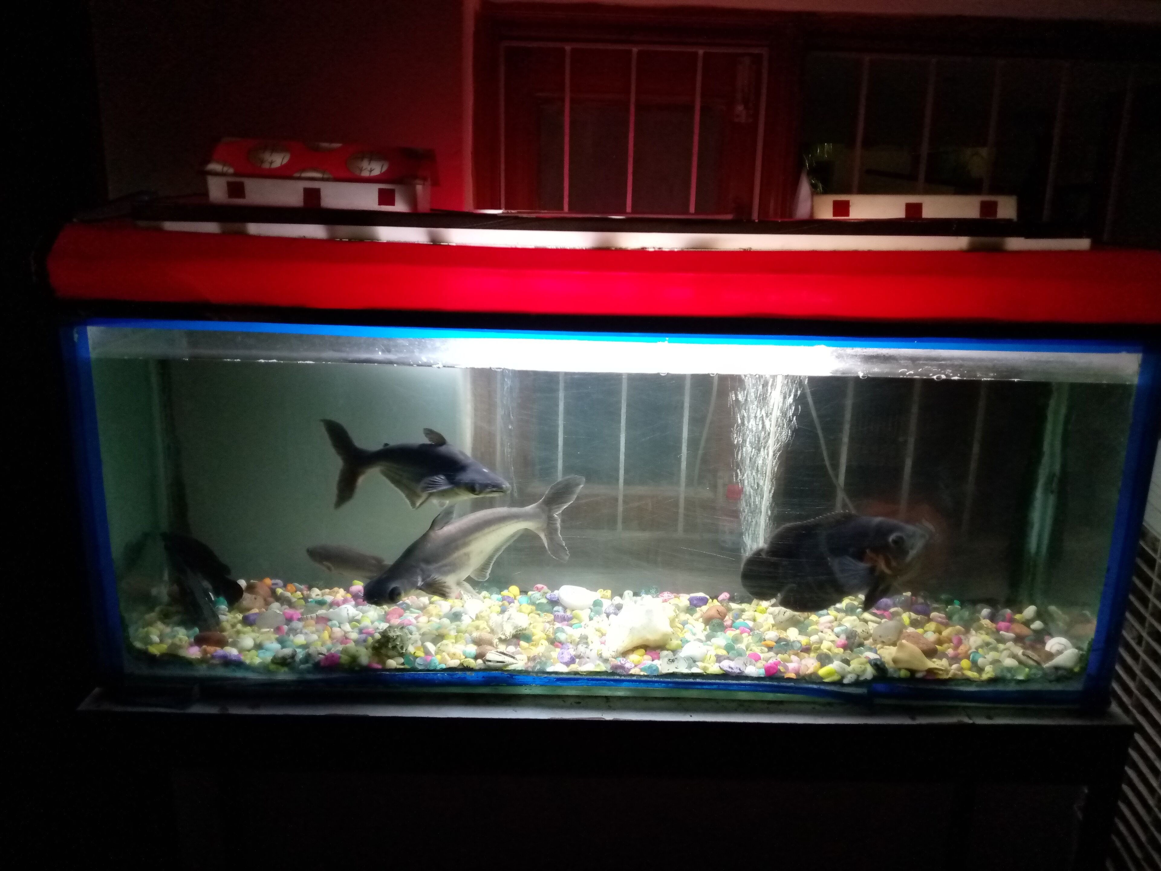 A fish tank with colorful pebbles and several fish.
