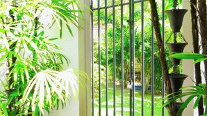 A potted plant with long, slender leaves in a clear pot, a metal gate with vertical bars, and a glimpse of a garden beyond the gate. - Samaragiri (Galle)