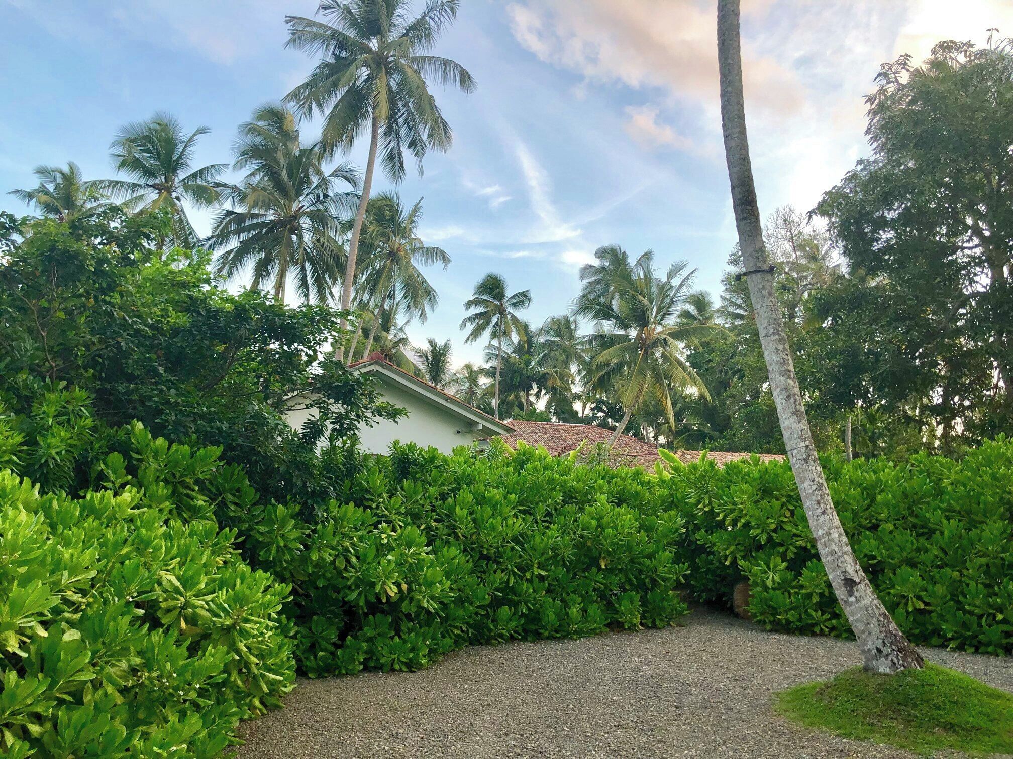 Un jardín tropical con palmeras y follaje denso.