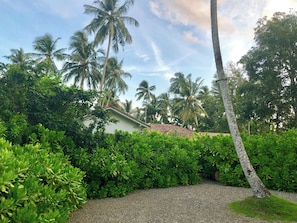 Un jardin tropical avec des palmiers et un feuillage luxuriant.