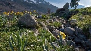 A natural landscape with a rocky terrain, yellow flowers, and a mountain in the background.