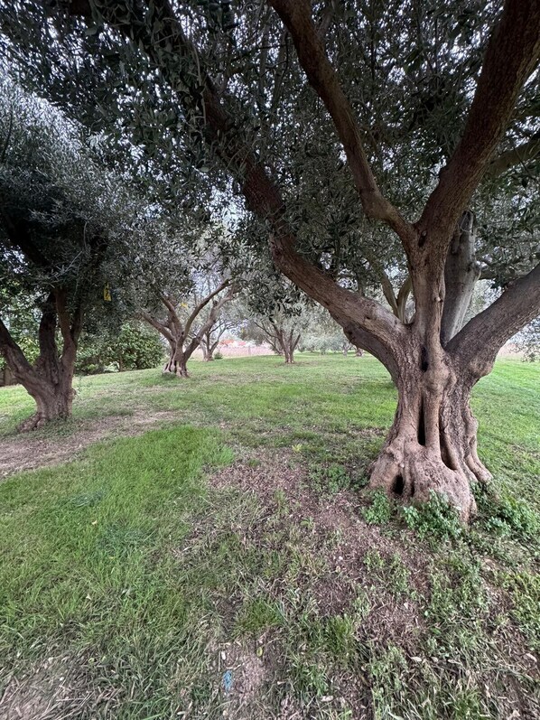 Àrea exterior de l'allotjament