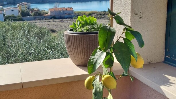 A potted lemon tree on a balcony with a view of a lake and buildings in the background.