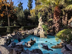 Un jardin paisible avec une piscine à l’eau cristalline, entouré de rochers et de différents arbres.