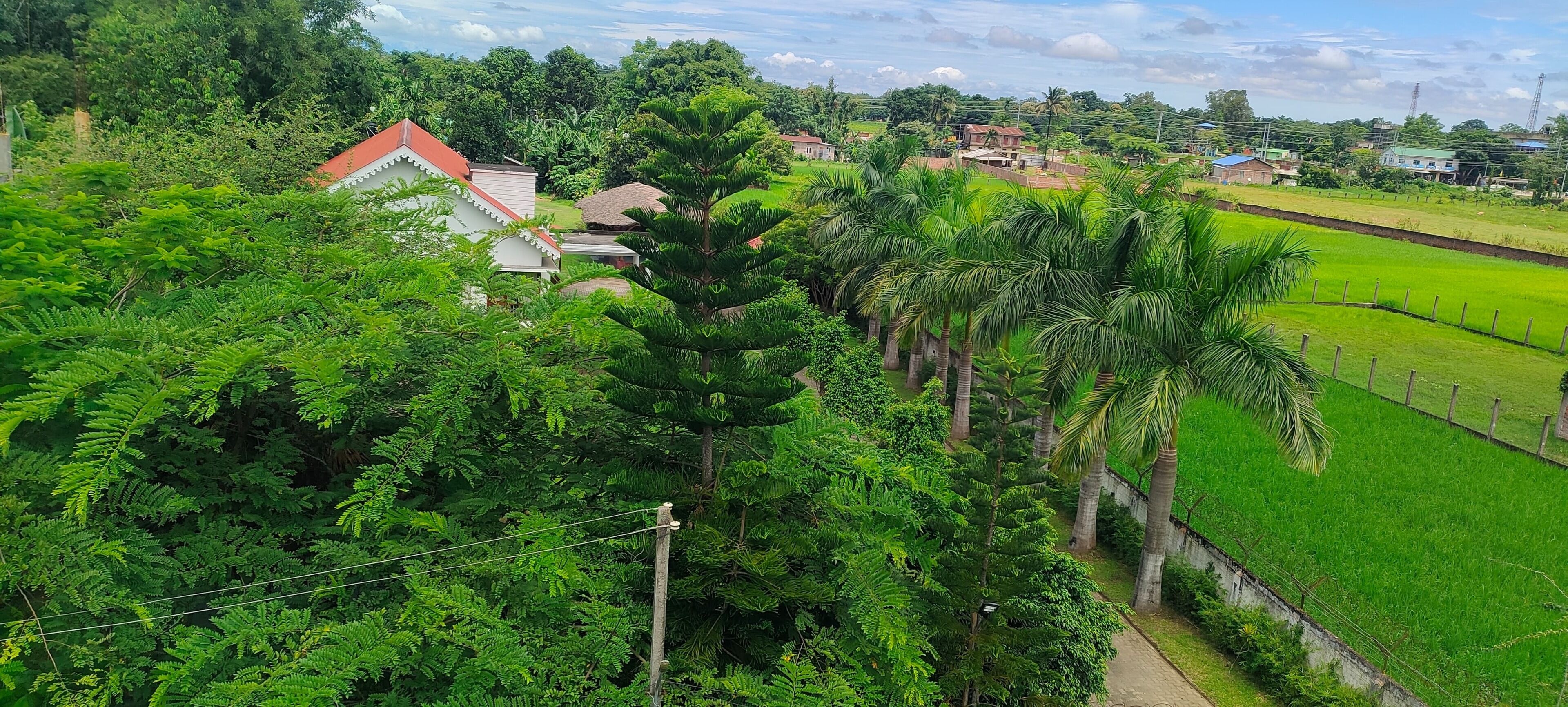 A lush green landscape with a variety of trees, including palm trees, and a clear view of a residential area with houses and a large field.