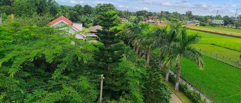 Un paisaje verde y exuberante con diversas especies de árboles, entre ellas palmeras, y una vista despejada de una zona residencial con casas y un extenso campo.