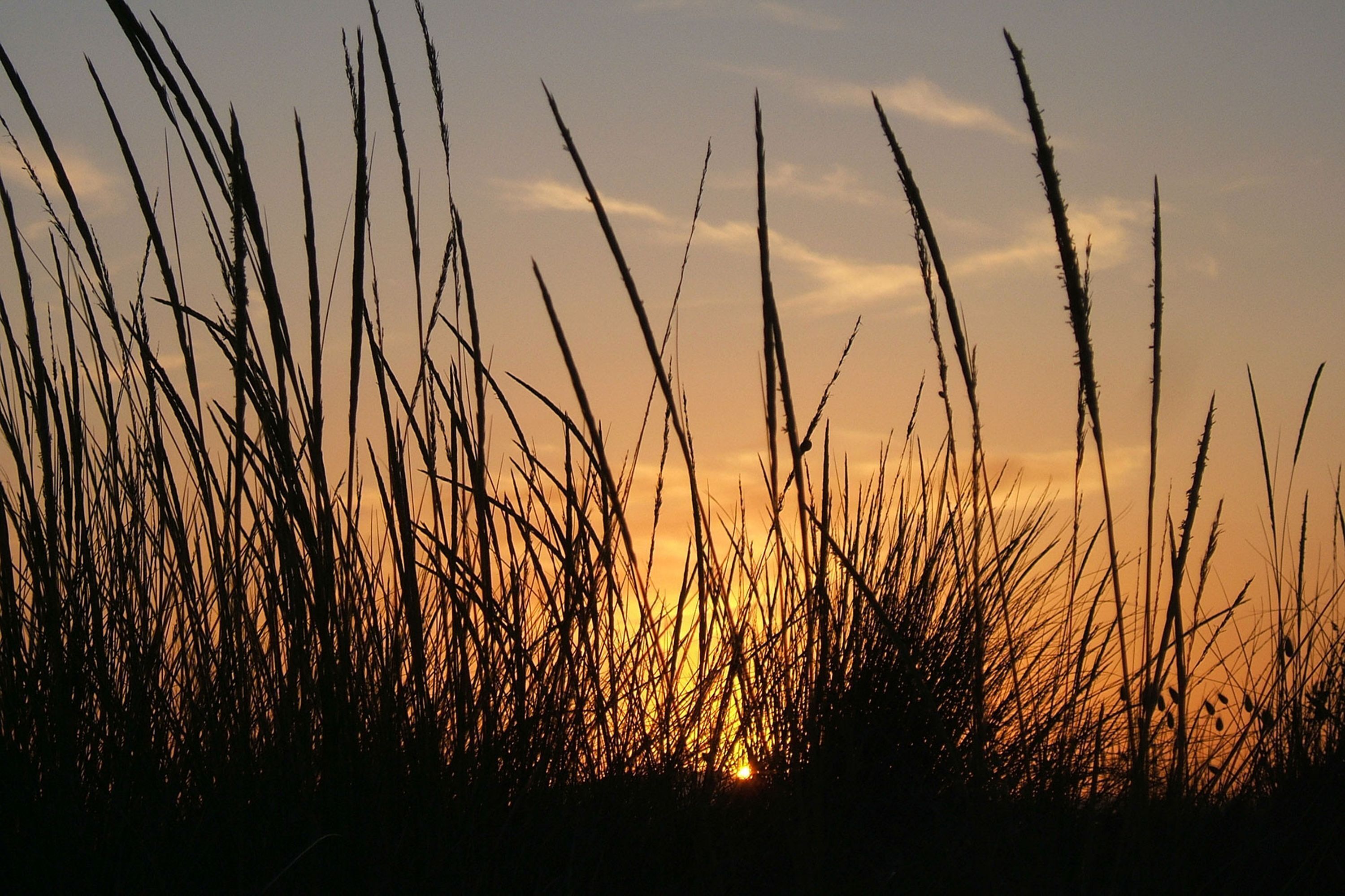 Hohes Gras vor einem Sonnenuntergang.