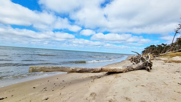 Une plage avec un gros tronc d’arbre échoué sur le sable, des vagues de l’océan et un ciel dégagé avec quelques nuages.