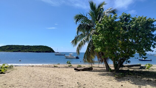 A beach with boats, a palm tree, and a small island in the background. - Room w/ba AC Wi-Fi in Esperanza Apt. 1 (Vieques)