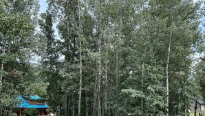 A forested area with a building with a blue roof and a signpost with information. - Cougar Mountain Lodge & Resort Ltd. (Valemount)
