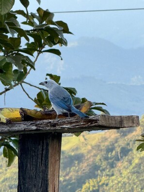 A bird perched on a wooden structure with a mountainous landscape in the background. - De las flores glamping (Jardín)
