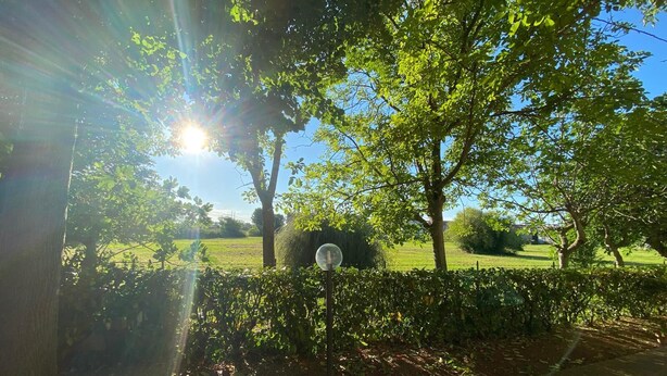 A garden with a hedge, a small tree, and a clear sky.