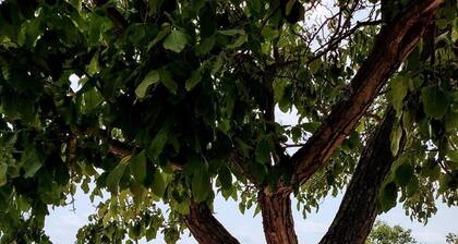 Charming old wineyard house( renov.) for long term rent with superb Balaton view