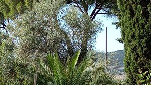 A garden with a palm tree, a tall coniferous tree, and a variety of other plants.