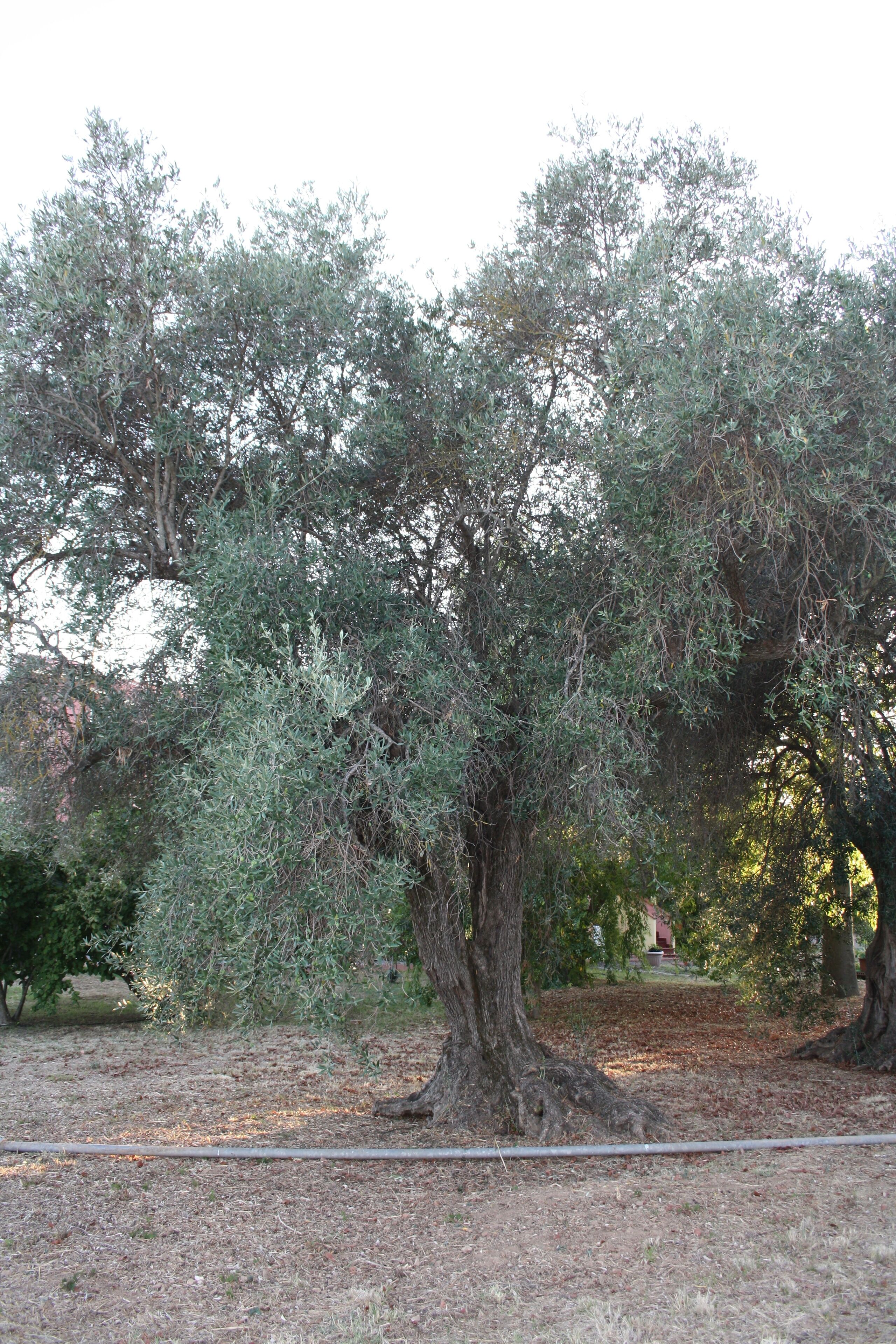 A tree with a thick trunk and dense foliage, surrounded by a dry, grassy area with a visible cable.