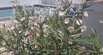 Menzel Soltane Ahmed , un vĂ©ritable bijou au cĆur d'une oliveraie enchanteresse