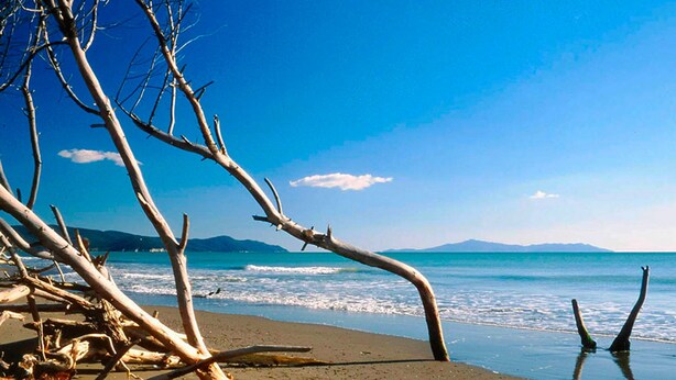 A beach with driftwood and a clear view of the ocean. - Appartamento Puccini (Grosseto)