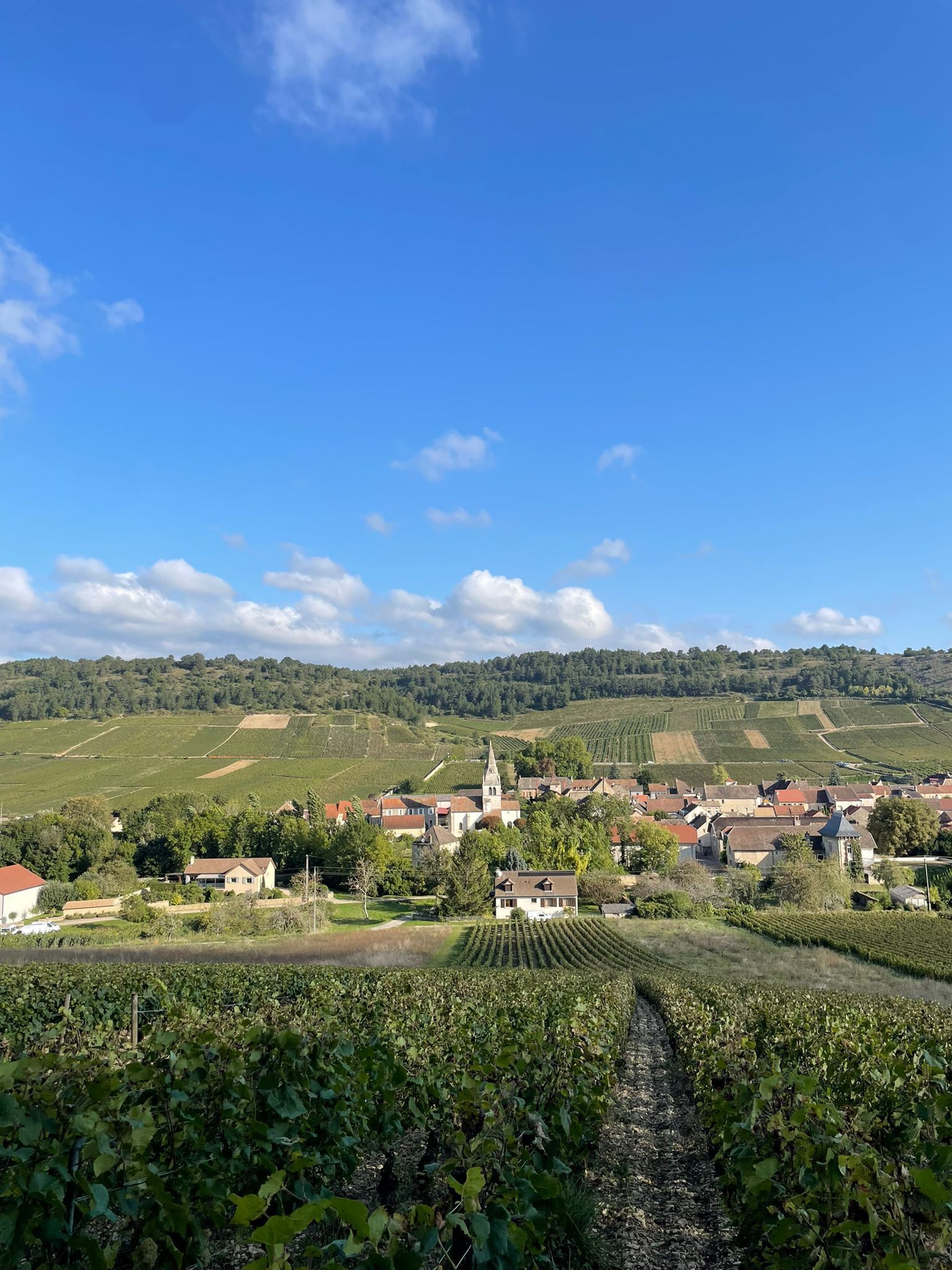 Un vignoble avec des rangées de vignes, une église et une petite ville avec des maisons et des bâtiments.