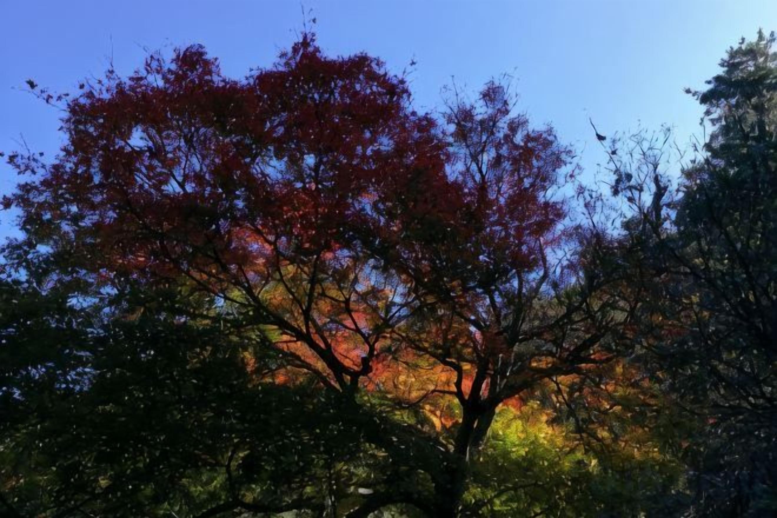A tree with red leaves against a clear sky.