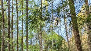 Una cabaña en un bosque con un camino de grava, rodeada de árboles altos.
