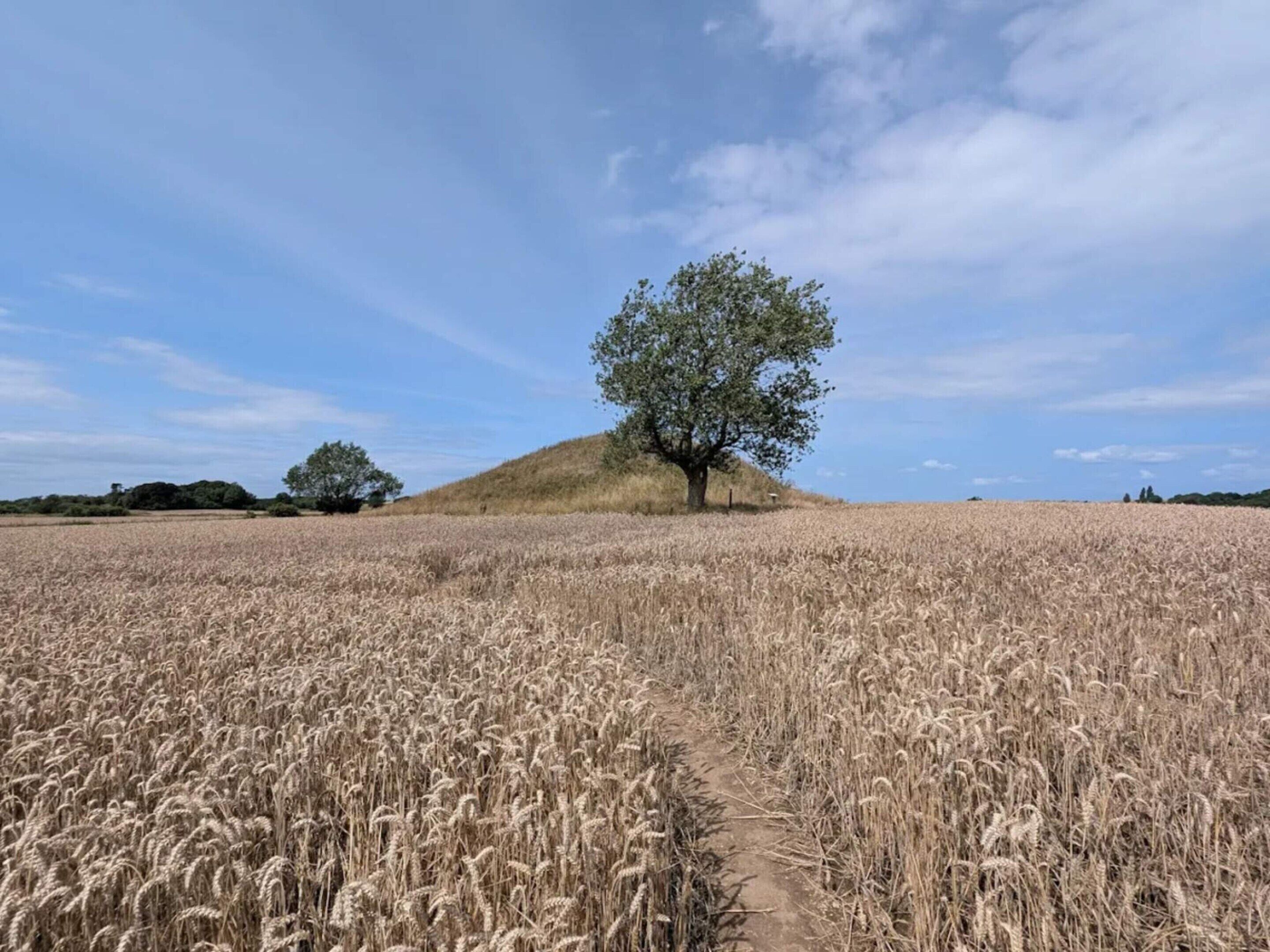 A field with a dirt path leading to a hill with a single tree.