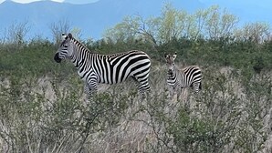 A zebra standing in a natural landscape with sparse vegetation and distant mountains. - Rancho Florean - Villa 3 (Montemorelos)