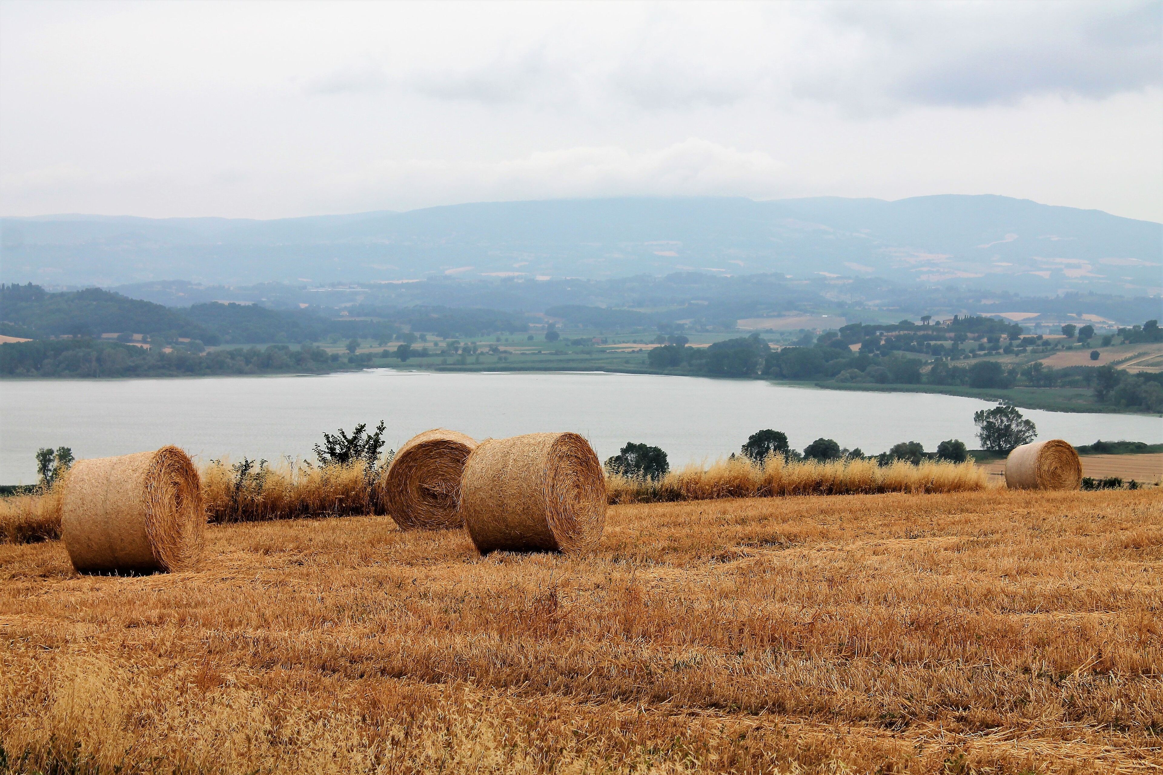 A field with hay bales and a lake in the background.