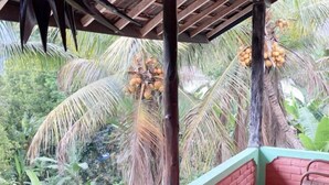 A covered outdoor area with a brick wall and a wooden ceiling, surrounded by palm trees and greenery. - Taman Ayu Homestay Munduk Mitra RedDoorz (Bali)
