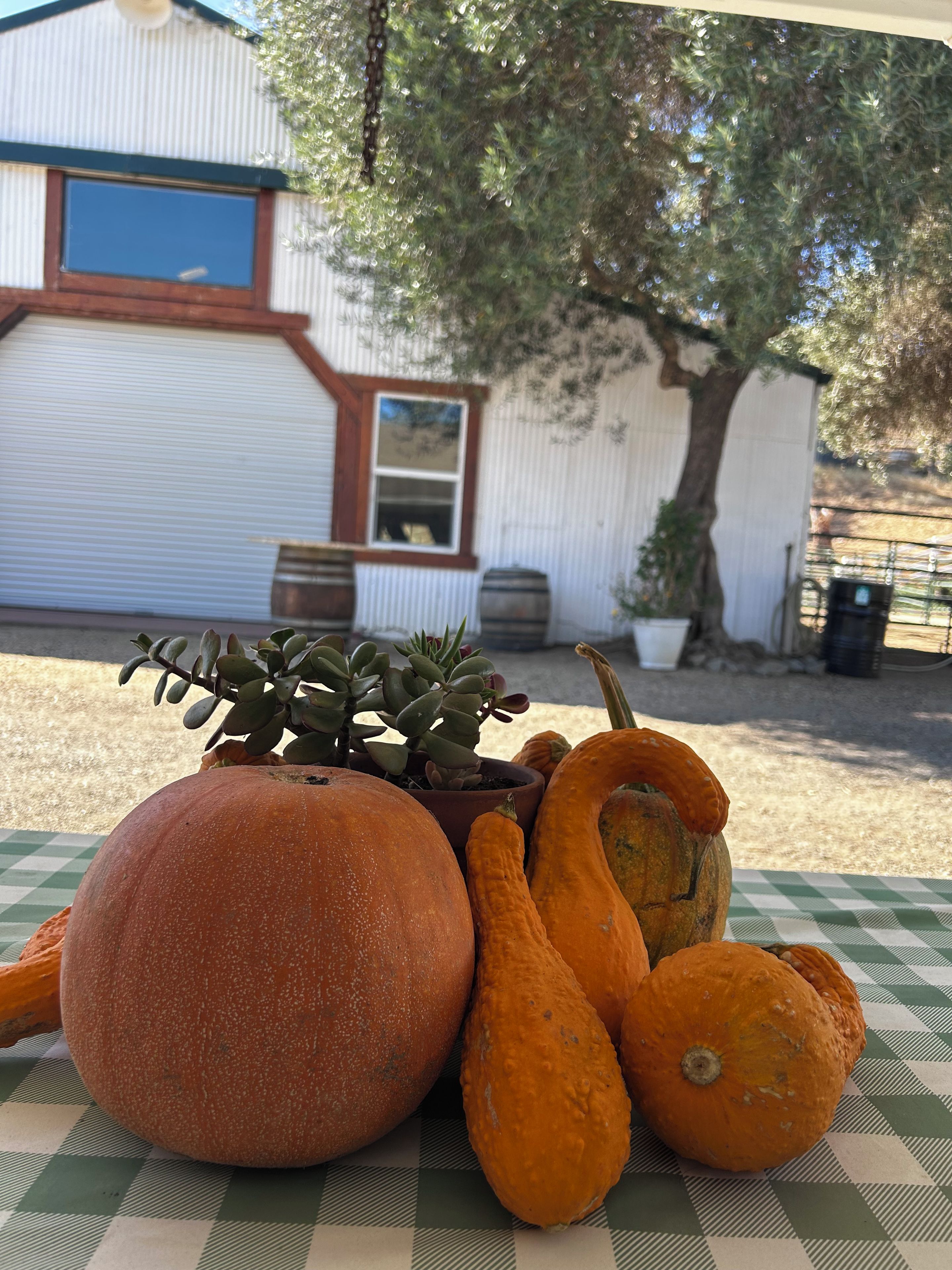 Una mesa con calabazas y una planta en maceta.