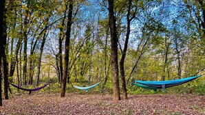 Une forêt où deux hamacs sont suspendus entre des arbres.